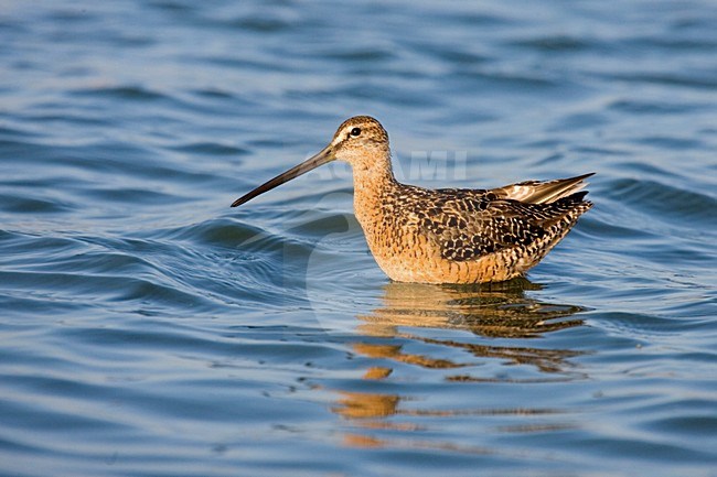 Wadende Grote Grijze Snip; Long-billed Dowitcher standing in water stock-image by Agami/Martijn Verdoes,
