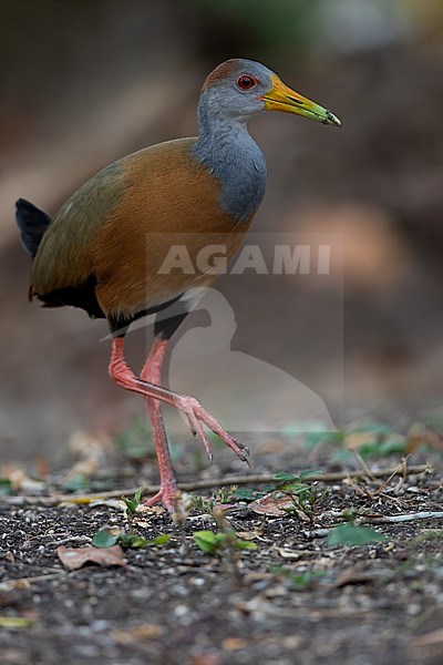 Grey-necked Wood Rail (Aramides cajaneus) walking on the ground in a lowland rainforest near Tikal in Guatemala. Also known as Grey-cowled wood rail. stock-image by Agami/Dubi Shapiro,