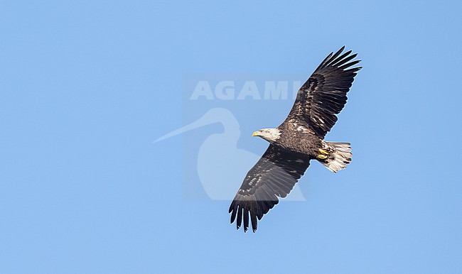 Bald Eagle (Haliaeetus leucocephalus) adult in flight stock-image by Agami/Ian Davies,