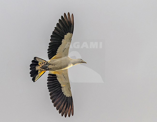 Torresian Imperial Pigeon (Ducula spilorrhoa) in Papua New Guinea. stock-image by Agami/Pete Morris,