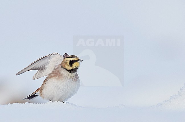 Shore Lark (Eremophila alpestris) Vantaa Finland February 2018 stock-image by Agami/Markus Varesvuo,