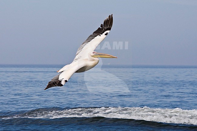 Roze Pelikaan in vlucht Namibie, Great White Pelican in flight Namibia stock-image by Agami/Wil Leurs,