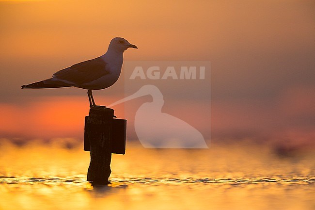 Adult summer plumaged Common Gull (Larus canus canus) standing on a sign post in the Wadden Sea in Germany. stock-image by Agami/Ralph Martin,