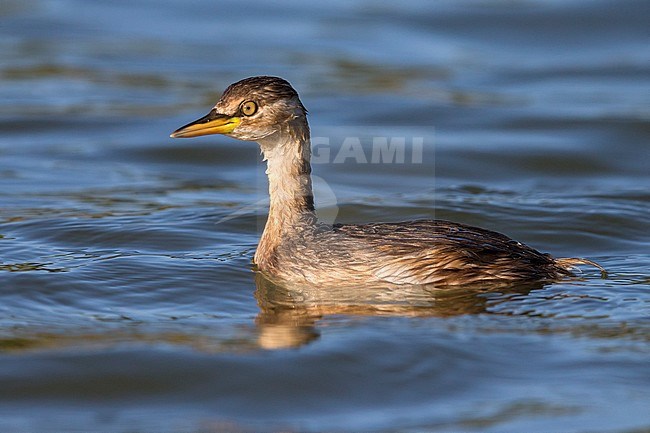 Dodaars; Little Grebe; Tachybaptus ruficollis poggei stock-image by Agami/Daniele Occhiato,