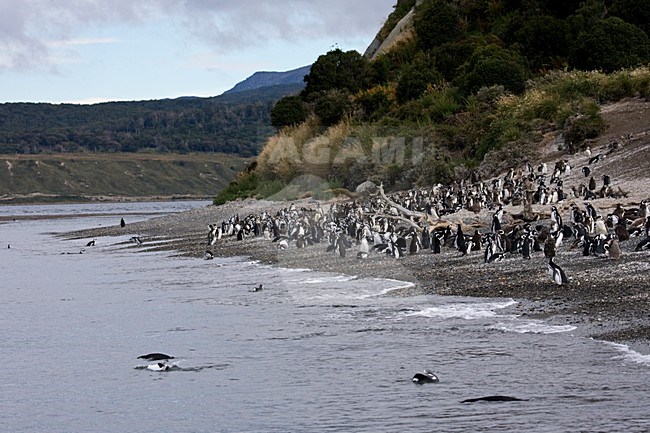 Magelhaenpinguins in kolonie; Magellanic Penguins in colony stock-image by Agami/Marc Guyt,