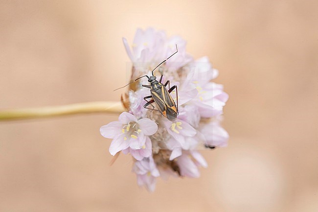 Hadrodemus m-flavum on a pink flower stock-image by Agami/Arnold Meijer,
