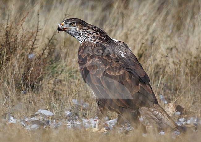 Havikarend, Bonelli's Eagle (Hieraetus fasciatus) Spain March 2009 stock-image by Agami/Markus Varesvuo,