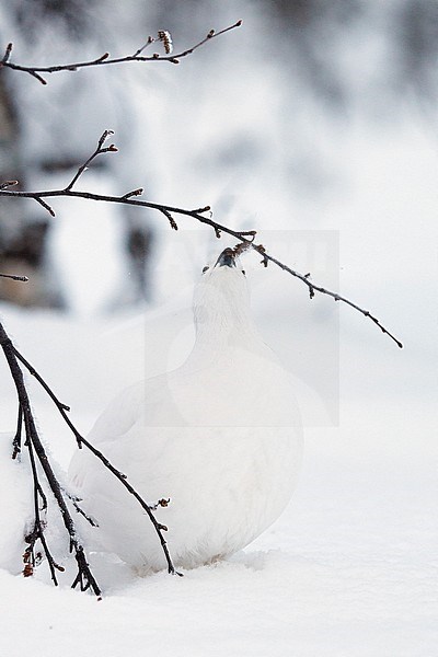 Vrouwtje Moerassneeuwhoen in de sneeuw, Female Willow Ptarmigan in snow stock-image by Agami/Markus Varesvuo,