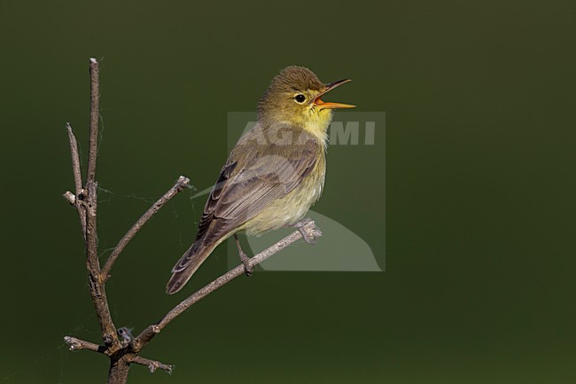 Zingende Orpheusspotvogel, Melodious Warbler singing stock-image by Agami/Daniele Occhiato,