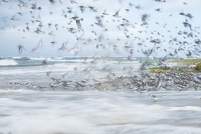 Sanderling - Sanderling - Calidris alba, Germany (Hamburg), at high-tide roost stock-image by Agami/Ralph Martin,