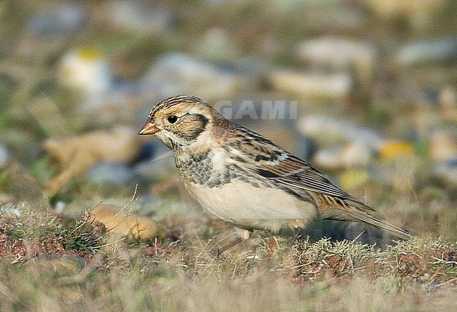 Autumn male Lapland Bunting (Calcarius lapponicus) standing on the ground at Salthouse, Norfolk, England. stock-image by Agami/Steve Gantlett,