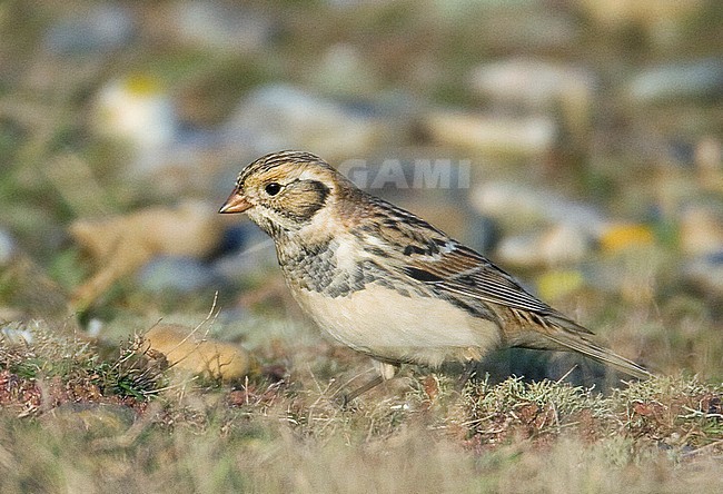 Autumn male Lapland Bunting (Calcarius lapponicus) standing on the ground at Salthouse, Norfolk, England. stock-image by Agami/Steve Gantlett,