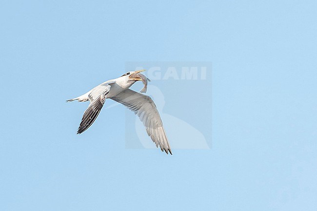  stock-image by Agami/Marcel Burkhardt,