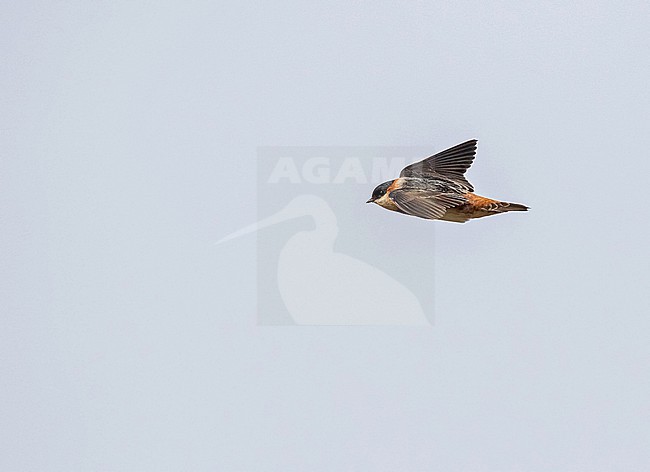 Flying Chestnut-collared Swallow, Petrochelidon rufocollaris, in northern Peru. stock-image by Agami/Pete Morris,