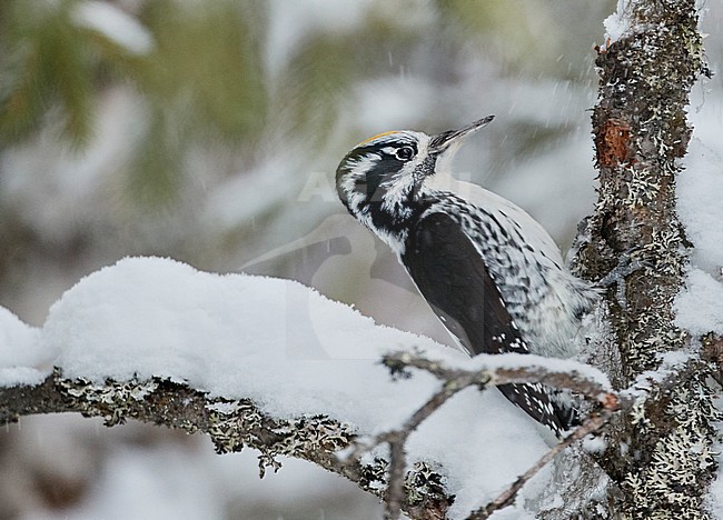 Three-toed Woodpecker (Picoides tridactylus) in taiga forest near Kuusamo Finland. stock-image by Agami/Markus Varesvuo,