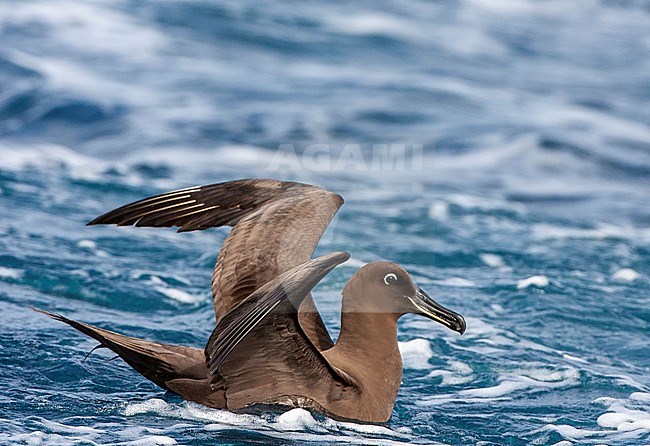 Adult Sooty Albatross (Phoebetria fusca) swimming at sea in the southern Atlantic ocean near Tristan da Cunha. With both wings raised. stock-image by Agami/Marc Guyt,