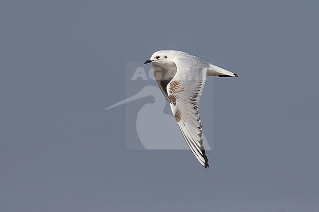 Onvolwassen Saunders' Meeuw in vlucht; Immature Saunders's Gull in flight stock-image by Agami/Daniele Occhiato,