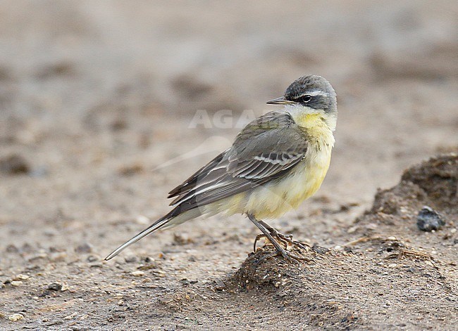 Wintering Eastern Yellow Wagtail (Motacilla tschutschensis tschutschensis) at Sedgeford, Norfolk, England. stock-image by Agami/Steve Gantlett,