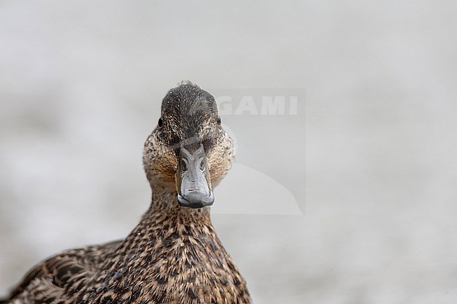 Immature Eurasian Teal, Anas crecca, on the Azores, Portugal, during late autumn. Most likely this species. stock-image by Agami/Marc Guyt,