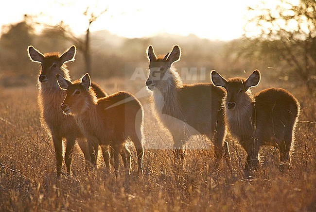 Four backlight Waterbucks (Kobus ellipsiprymnus) standing in dry long grass in in Kruger National Park in South Africa. stock-image by Agami/Marc Guyt,