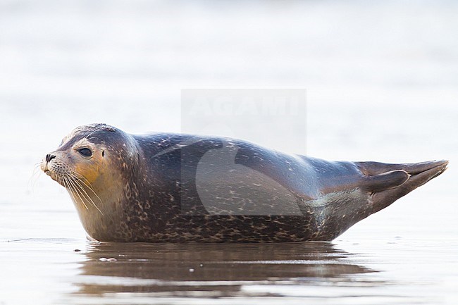 Common Seal, Phoca vitulina, immature animal resting on the beach with high tide at sunset during storm seen on the back. stock-image by Agami/Menno van Duijn,