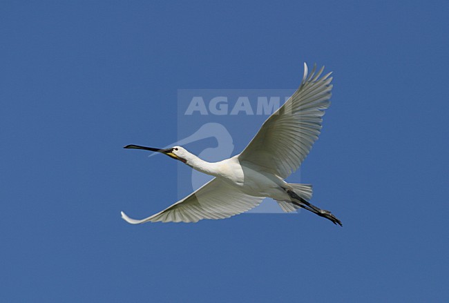 Eurasian Spoonbill in flight, Lepelaar in vlucht stock-image by Agami/Arie Ouwerkerk,
