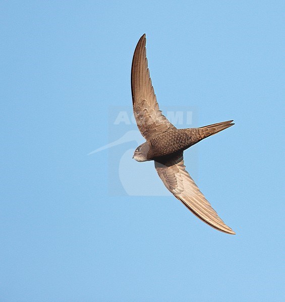 Common Swift (Apus apus) in the Netherlands. In flight. stock-image by Agami/Ran Schols,