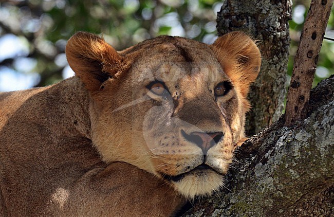 Afrikaanse Leeuw in boom, African Lion in tree stock-image by Agami/Laurens Steijn,