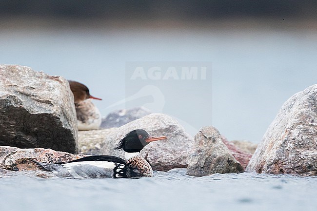 Red-breasted Merganser - Mittelsäger - Mergus serrator, Germany (Schleswig-Holstein), adult, male stock-image by Agami/Ralph Martin,