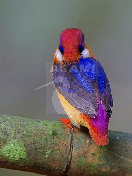 Black-backed Kingfisher (Ceyx erithaca) seen on the back. stock-image by Agami/Alex Vargas,
