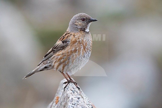 Altai Accentor; Himalayan Accentor; Prunella himalayana stock-image by Agami/Daniele Occhiato,