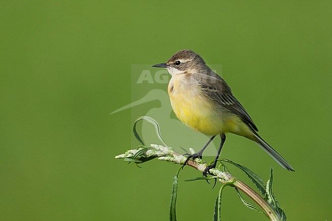 Iberian Yellow Wagtail - Spanische Schafstelze - Motacilla flava ssp. iberiae, Mallorca, adult female stock-image by Agami/Ralph Martin,