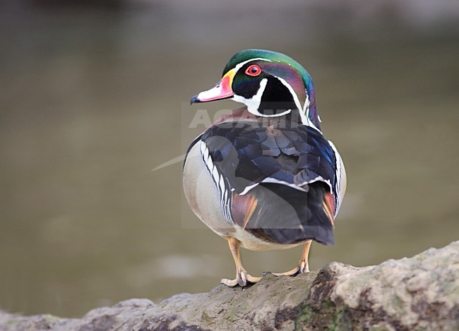 Exotisch mannetje Carolinaeend; Exotic male Wood Duck stock-image by Agami/Jacques van der Neut,