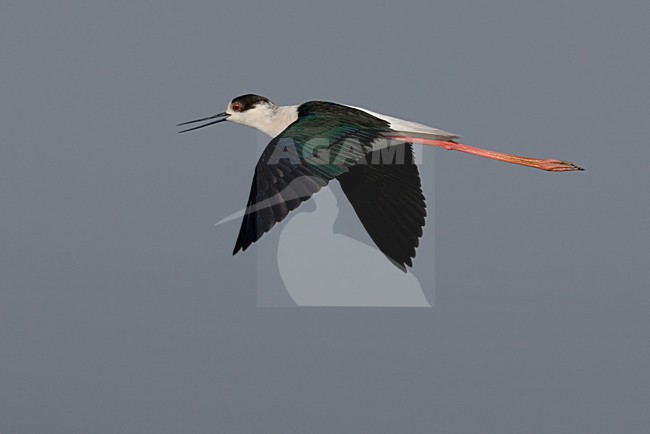 Steltkluut in vlucht; Black-winged Stilt in flight stock-image by Agami/Daniele Occhiato,