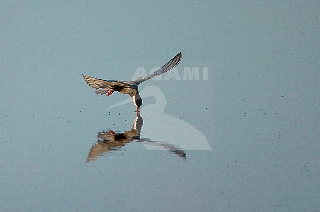 Whiskered Tern (Chlidonias hybrida) foraging on a insect covered lake in France stock-image by Agami/Marc Guyt,