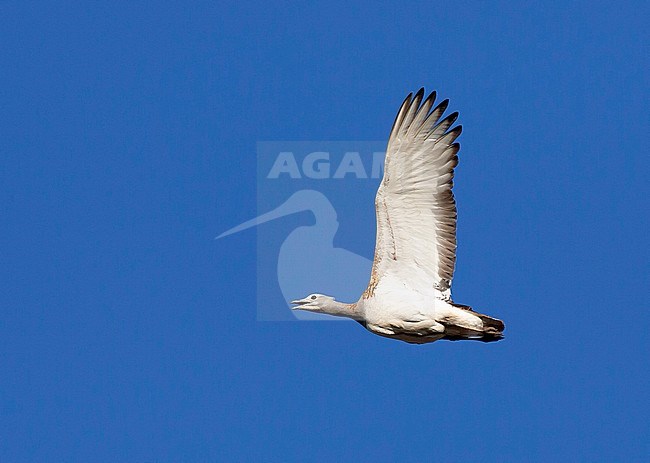 Great Bustard (Otis tarda) in flight in Spain. Flying against a bright blue sky as background. stock-image by Agami/Dick Forsman,