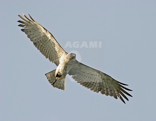Slangenarend in vlucht; Short-toed Snake Eagle in flight stock-image by Agami/Ran Schols,