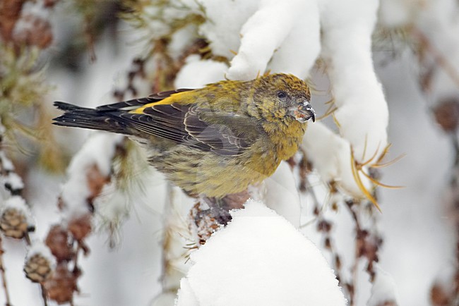 Kruisbek in de sneeuw; Red Crossbill foraging in snow stock-image by Agami/Markus Varesvuo,