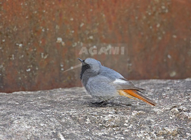 Black Redstart  male perched; Zwarte Roodstaart man zittend stock-image by Agami/Markus Varesvuo,