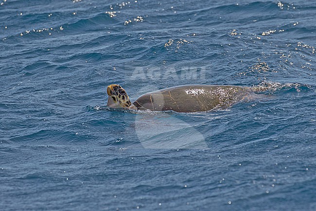 Critically Endangered Hawksbill sea turtle (Eretmochelys imbricata) swimming in the Caribbean ocean off Dominica, an island country in the Caribbean. stock-image by Agami/Pete Morris,