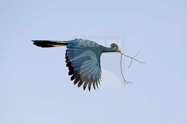 Great Blue Turaco (Corythaeola cristata) in flight carrying nesting material, found in Kibale National Park in Uganda stock-image by Agami/Mathias Putze,