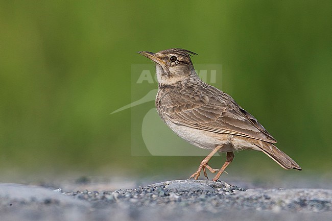 Crested Lark (Galerida cristata neumanni) standing on the ground in Italy. stock-image by Agami/Daniele Occhiato,