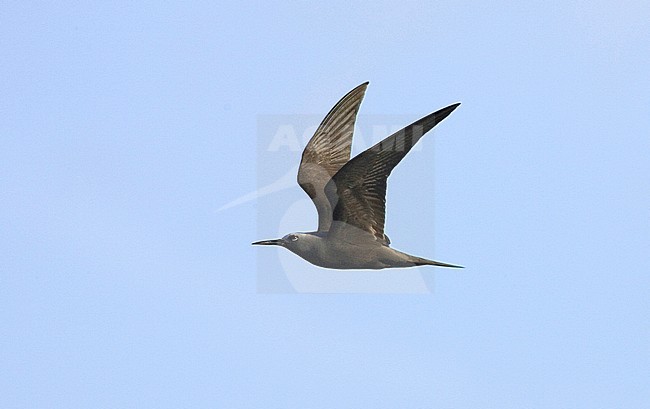 Kleine Noddy in vlucht, Lesser Noddy in flight stock-image by Agami/David Monticelli,