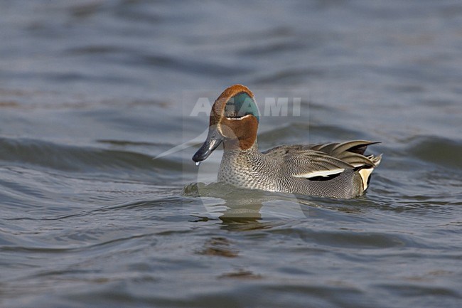 Common Teal male swimming; Wintertaling man zwemmend stock-image by Agami/Daniele Occhiato,