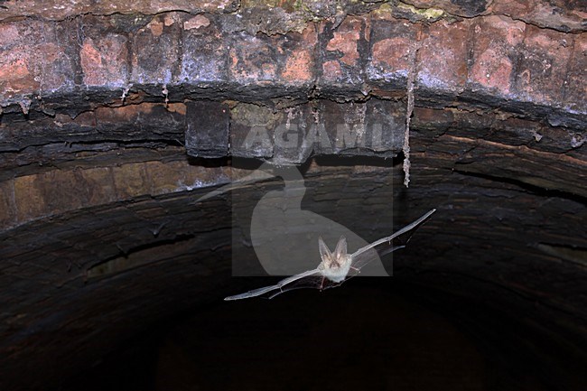 Gewone grootoorvleermuis vliegend, Brown long-eared bat flying stock-image by Agami/Theo Douma,