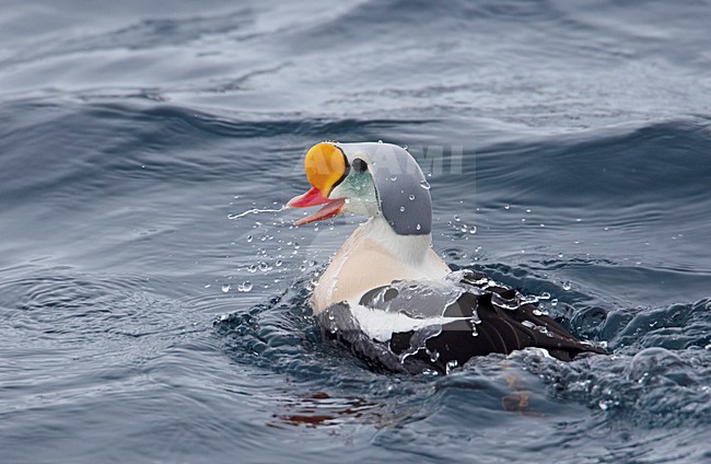 Koningseider; King Eider stock-image by Agami/Markus Varesvuo,