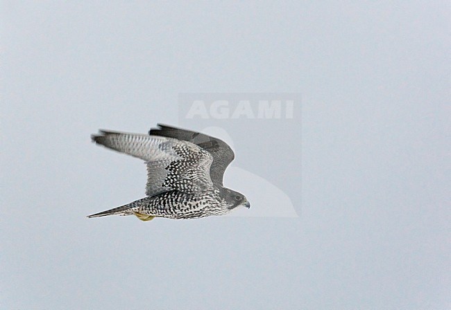 Giervalk vliegend; Gyr Falcon flying stock-image by Agami/Markus Varesvuo,