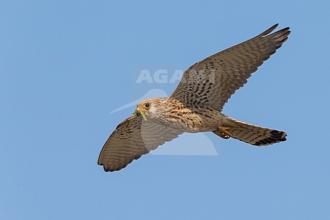 Vrouwtje Kleine torenvalk in vlucht met prooi, Lesser Kestrel female in flight with prey stock-image by Agami/Daniele Occhiato,