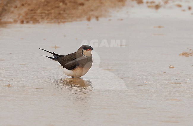Een vorkstaartplevier neemt een bad in een ondiepe poel A Collared Pratincole takes a bath in a shallow pool in Dobrogea in Rumania stock-image by Agami/Jacques van der Neut,