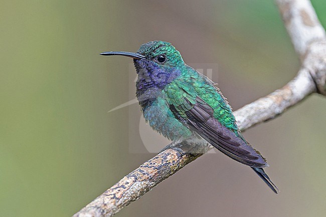 Male Sapphire-throated Hummingbird (Chrysuronia coeruleogularis) in Panama. stock-image by Agami/Pete Morris,